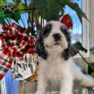Blue, Cocker Spaniel Puppy