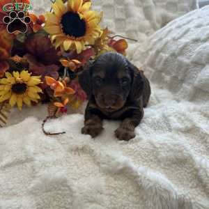 Sawyer, Dachshund Puppy