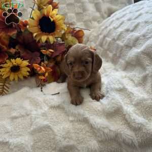 Saint, Dachshund Puppy