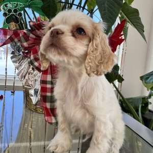 Benny, Cocker Spaniel Puppy