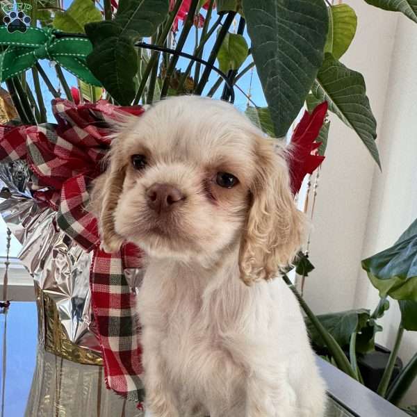 Benny, Cocker Spaniel Puppy