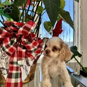 Benny, Cocker Spaniel Puppy