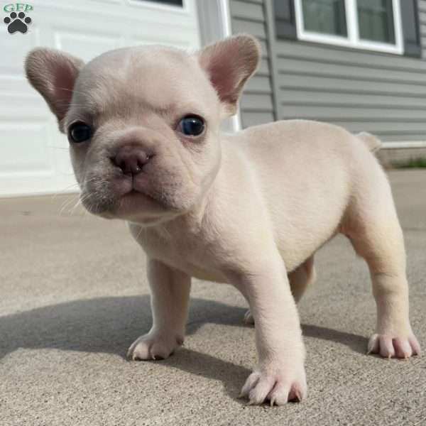 Rocco, French Bulldog Puppy