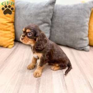 Chico, Cavalier King Charles Spaniel Puppy