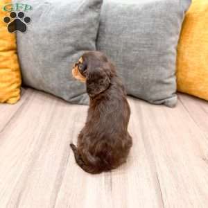 Chico, Cavalier King Charles Spaniel Puppy