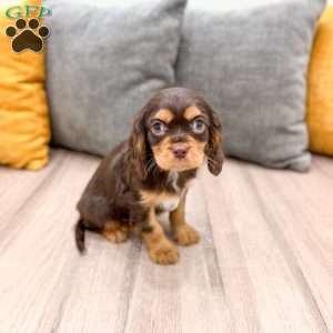Chico, Cavalier King Charles Spaniel Puppy