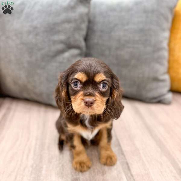 Chico, Cavalier King Charles Spaniel Puppy
