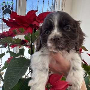 Mocha, Cocker Spaniel Puppy