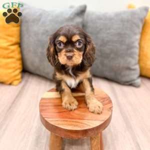 Chico, Cavalier King Charles Spaniel Puppy