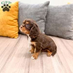 Mudslide, Cavalier King Charles Spaniel Puppy
