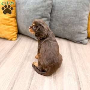 Mudslide, Cavalier King Charles Spaniel Puppy