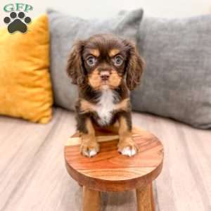 Mudslide, Cavalier King Charles Spaniel Puppy