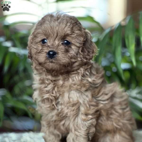 Candy, Cavapoo Puppy