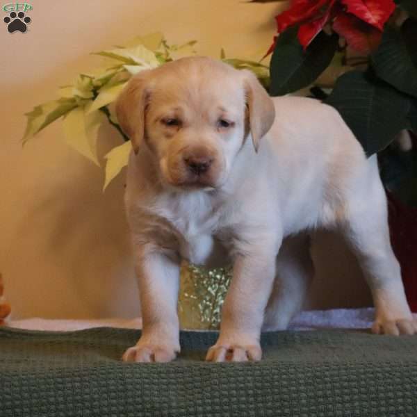 Lacey, Golden Labrador Puppy