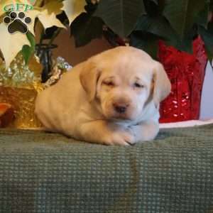 Lacey, Golden Labrador Puppy