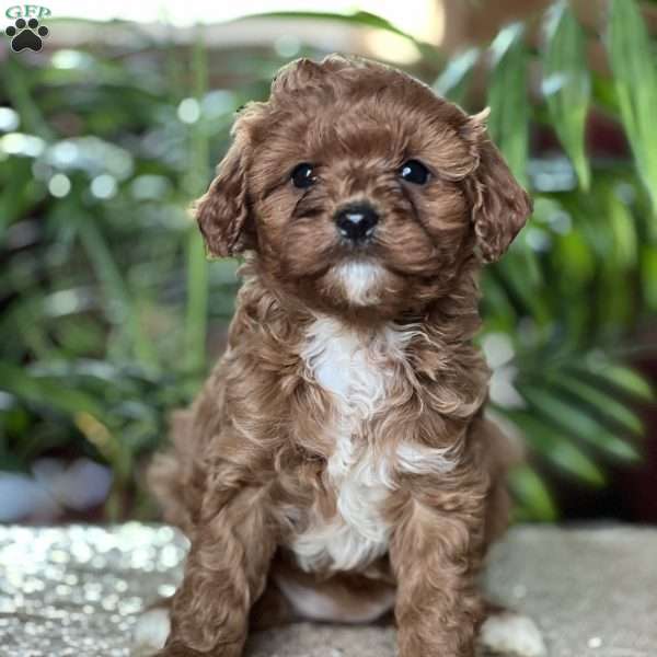 Cici, Cavapoo Puppy