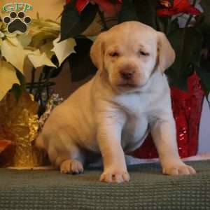 Lacey, Golden Labrador Puppy