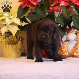 Triger, Chocolate Labrador Retriever Puppy