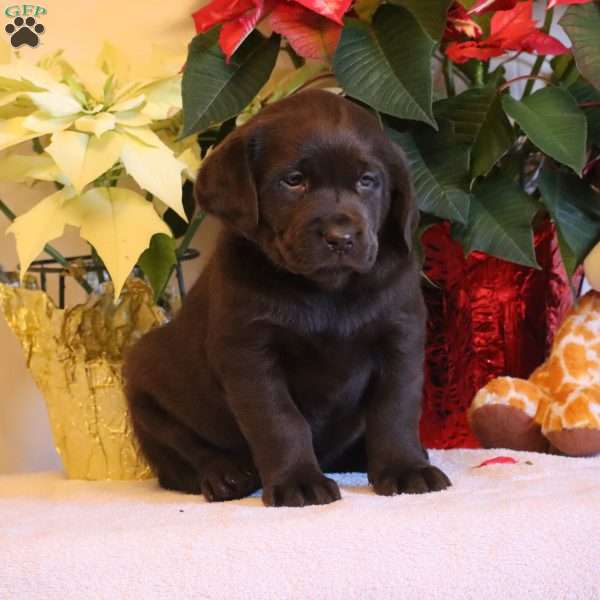 Triger, Chocolate Labrador Retriever Puppy