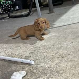 Saint, Dachshund Puppy