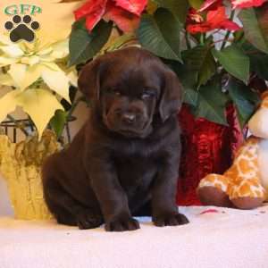 Triger, Chocolate Labrador Retriever Puppy