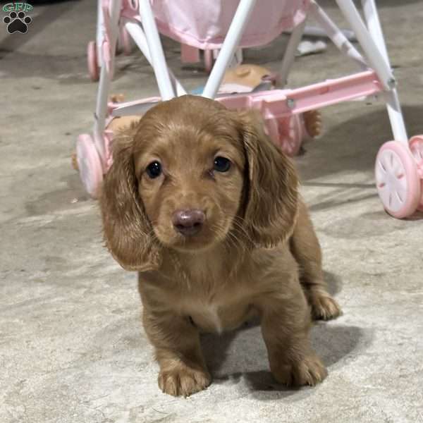 Saint, Dachshund Puppy