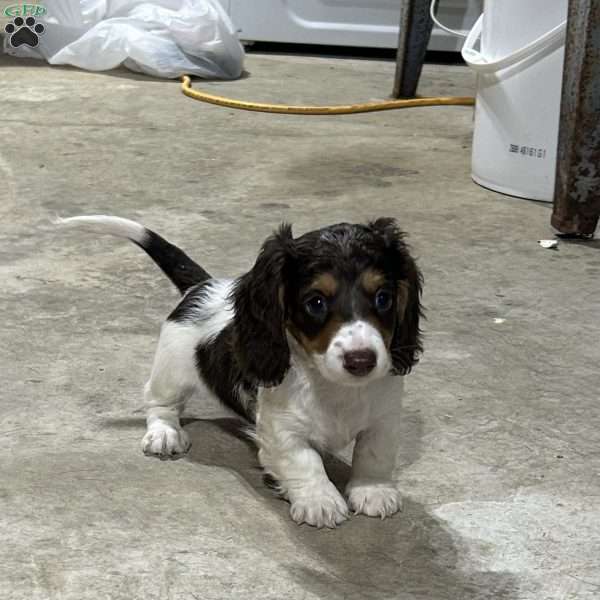 Santiago, Dachshund Puppy