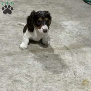 Santiago, Dachshund Puppy