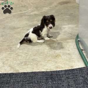 Santiago, Dachshund Puppy