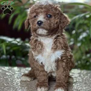 Caleb, Cavapoo Puppy