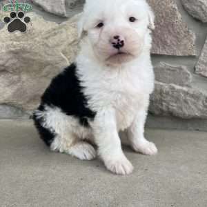 Boots, Old English Sheepdog Puppy