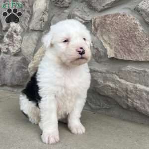 Boots, Old English Sheepdog Puppy