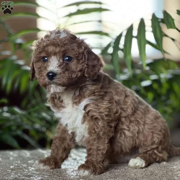 Caleb, Cavapoo Puppy