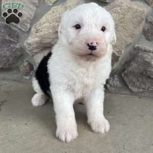 Teddy, Old English Sheepdog Puppy