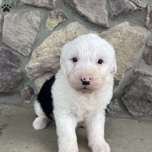 Teddy, Old English Sheepdog Puppy