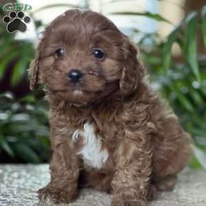 Cooper, Cavapoo Puppy