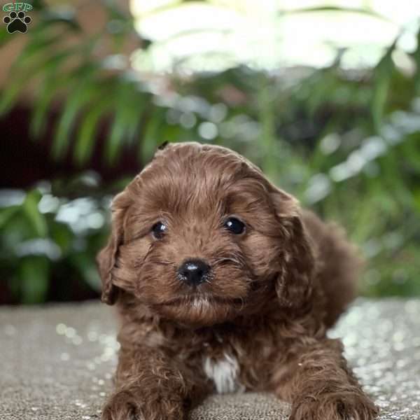 Cooper, Cavapoo Puppy