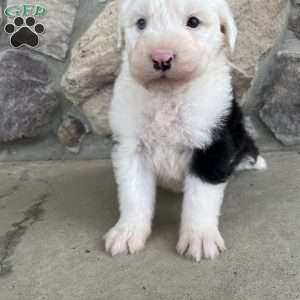 Tanner, Old English Sheepdog Puppy