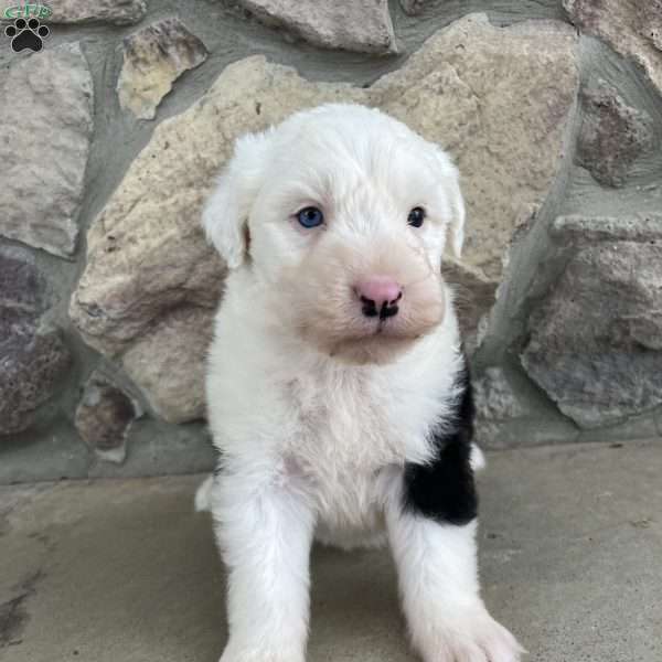 Tanner, Old English Sheepdog Puppy