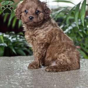 Cyrus, Cavapoo Puppy