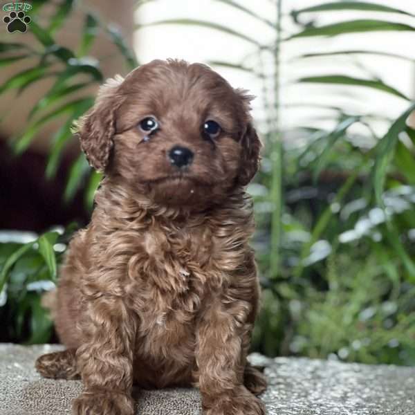 Cyrus, Cavapoo Puppy