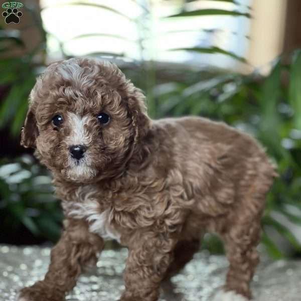 Cody, Cavapoo Puppy