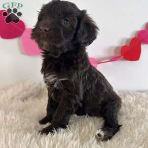 Angel, Portuguese Water Dog Puppy