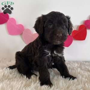 Angel, Portuguese Water Dog Puppy