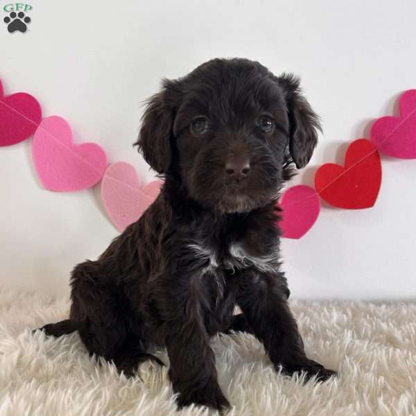 Angel, Portuguese Water Dog Puppy