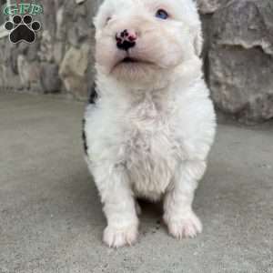 Annie, Old English Sheepdog Puppy