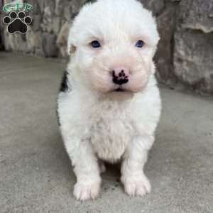 Annie, Old English Sheepdog Puppy