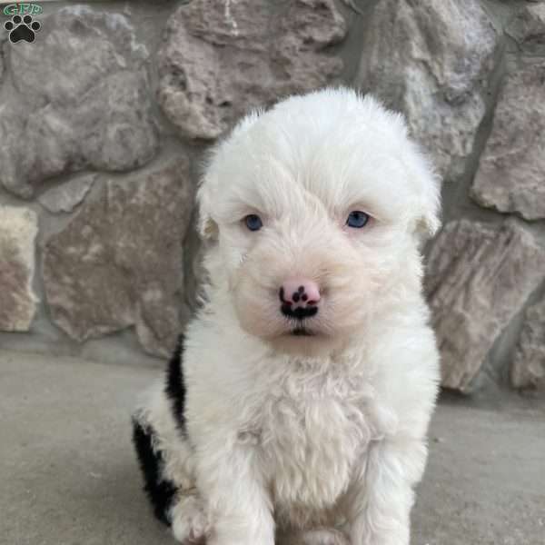Annie, Old English Sheepdog Puppy
