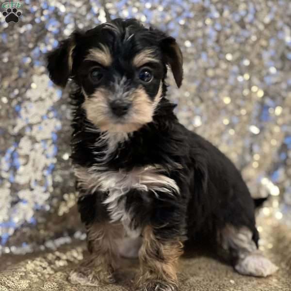 Tilly, Yorkie Poo Puppy