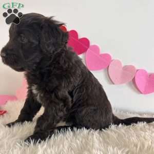 Jake, Portuguese Water Dog Puppy